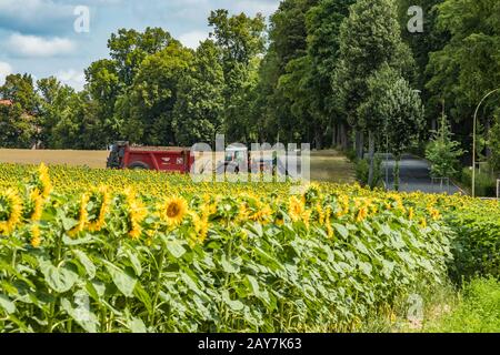 Geräumiges Feld von blühenden schönen Sonnenblumen mit Honigbienen, die Nektar sammeln. Riesige gelbe Blumen. Grüne Bäume, strahlend blauer Himmel und weißes fl Stockfoto