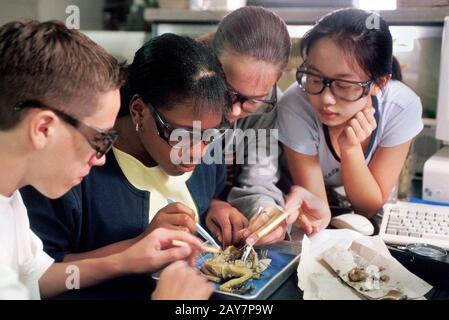 Austin, Texas: Schüler der 8. Klasse, die an der Kealing Junior High School unterrichtet sind, nehmen an der Froschzertrektion im Unterricht Teil. 2000 ©Bob Daemmrich / Stockfoto