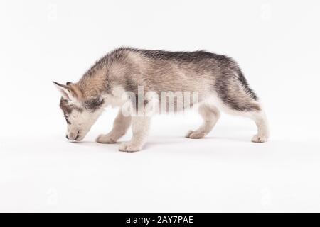 Husky Welpe auf weißem Hintergrund Stockfoto