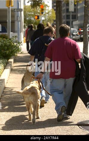 Austin, Texas 14OCT04: Blinde und sehbehinderte Schüler der Texas School for the Blind and Sehbehinderten nutzen beim Spaziergang in der Innenstadt von Austin ausgebildete Blindenhunde. ©Bob Daemmrich Stockfoto