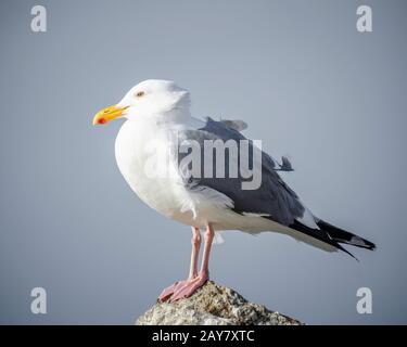 Western Gull (Larus occidentalis), Monterey County, CA. Stockfoto