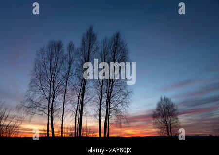 Schwarze Silhouetten hoher Bäume ohne Blätter, Wolken und Himmel nach Sonnenuntergang Stockfoto