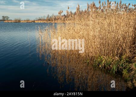 Trockenes Schilf im blauen See, Blick auf einen sonnigen Tag Stockfoto