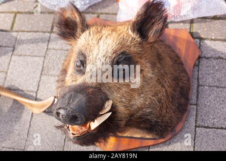 Gefüllte und montierte Wildschweine werden an einem Essex Market Stall ausgestellt. Stockfoto