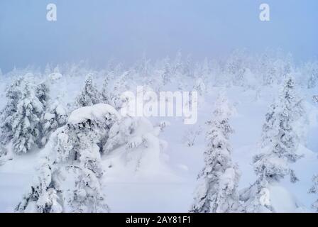 Landschaft - verschneite, bewaldete Bergpasse während eines Schneesturms Stockfoto