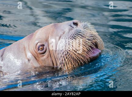 Der Pazifische Walross schwimmt unter und über Wasser Stockfoto