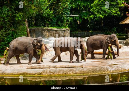 SINGAPUR - 14. APRIL: Elefantenschau im Zoo von Singapur am 14. April 2016 in Singapur Stockfoto