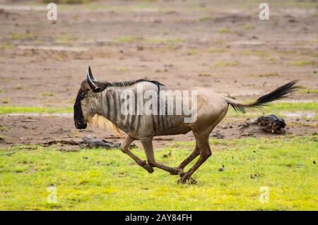 Vereinzelte wildebeste Running in der Savannenebene des Amboseli Park in Kenia Stockfoto