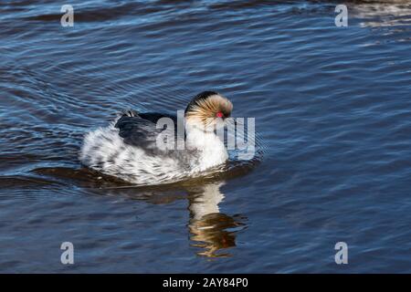 Silvery Grebe, Podiceps occipitalis, Schwimmen auf Long Pond, Sea Lion Island, Falkland Islands, South Atlantic Ocean Stockfoto