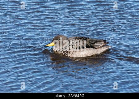 Ein einsamer Gelb-Teal, Anas flavirostris, Schwimmen auf Long Pond, Sea Lion Island, Falkland Islands Stockfoto