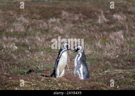 Paar süße Erwachsene Magellanic Penguin, Spheniscus magellanicus, Courting, Sea Lion Island, auf Falkland Islands, britisches Überseegebiet Stockfoto