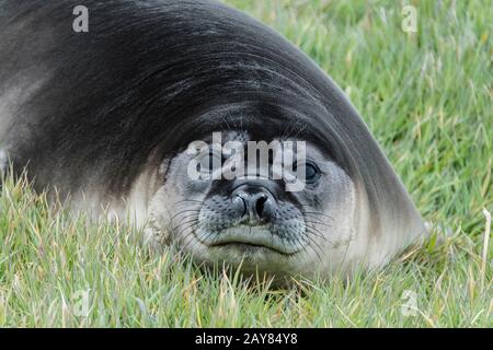 Nahaufnahme von Cute Southern Elephant Seal Pup, Mirounga Leonina, Sea Lion Island, auf den Falklandinseln, Südatlantischer Ozean Stockfoto