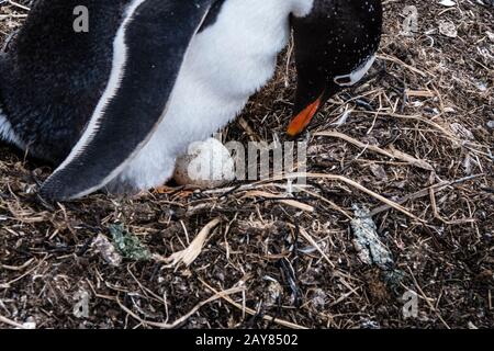 Gentoo Penguin, Pygoscelis papua, das Ei auf ihrem Nest, Sea Lion Island, auf den Falklandinseln, im Südatlantischen Ozean Stockfoto