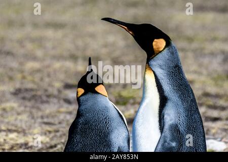 Nahaufnahme eines Paares von King Penguins, Aptenodytes patagonicus, Saunders Island, Falklandinseln, britisches Überseegebiet