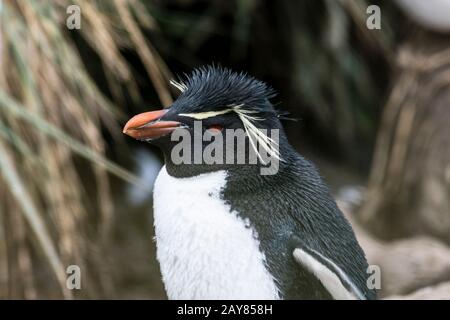 Porträt eines südlichen Rockhopper Penguin, Eudyptes (Chrysocome) Chrysocome, West Point Island, Falklandinseln, Südatlantischer Ozean Stockfoto