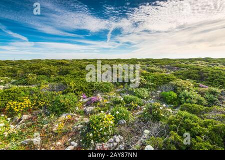 Wilde Blumen auf felsiger Wiese in Portugal, Region Algrave. Stockfoto