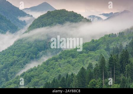 tief liegende Wolke mit den immergrünen Koniferen, eingehüllt in Nebel in einer malerischen Landschaft Stockfoto