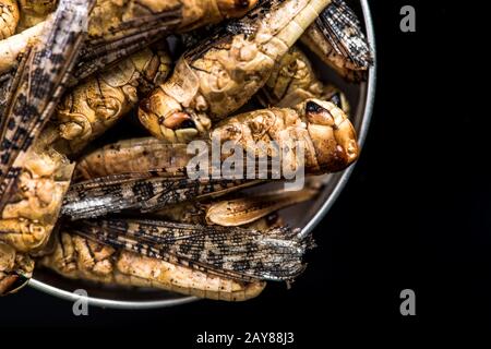 Essbare Heuschrecken Grillen im Topf Stockfoto