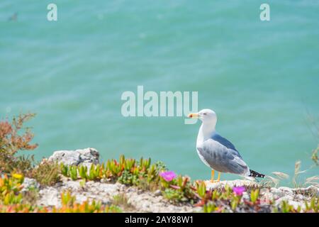 Möwe Vogel auf die Küste der ALgarve, Portugal Stockfoto