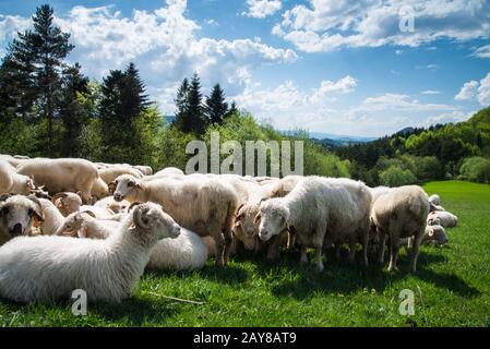 Traditionelle Schafe weiden auf Hügeln in polnischen Bergen Stockfoto