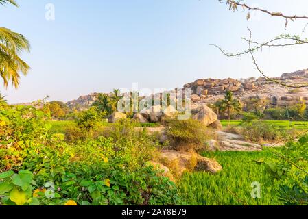 Reisfelder in der Nähe der antiken Stadt Hampi, bei Sonnenaufgang ohne Menschen eingenommen, Indien Stockfoto