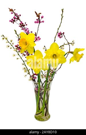 Blumenstrauß aus gelben Narben mit Mirabellblüten in einer Vase isoliert auf Weiß Stockfoto