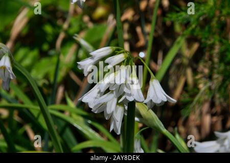 Drei kornierte Leek, 'Allium triquetrum' weiße Blumen, Stiele mit drei Winkeln, nicht einheimisch, invasiv, Frühling in Südengland. GROSSBRITANNIEN Stockfoto