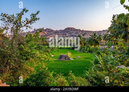 Reisfelder in der Nähe der antiken Stadt Hampi, bei Sonnenaufgang ohne Menschen eingenommen, Indien Stockfoto