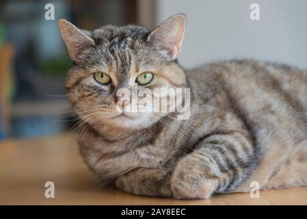 Graue Tabby-Hauskatze liegt mit aufmerksamem Blick am Tisch Stockfoto
