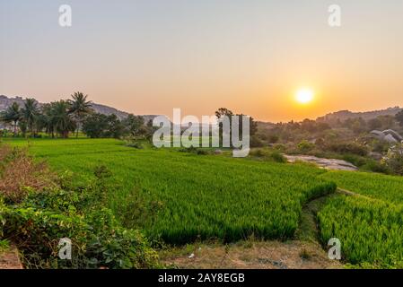 Reisfelder in der Nähe der antiken Stadt Hampi, bei Sonnenaufgang ohne Menschen eingenommen, Indien Stockfoto