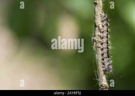 Caterpillar der goldnasierten Motte krabbelt auf einem Ast mit Kopierraum als Kulisse Stockfoto