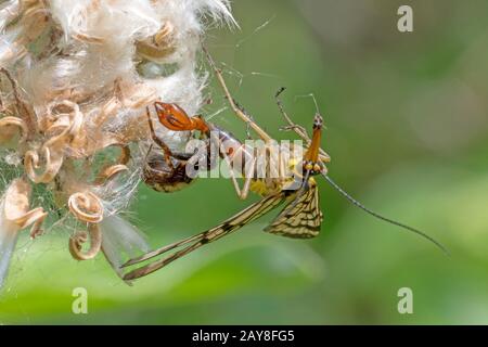 Spinne sitzt auf einer Blume und frisst eine gewöhnliche Skorpionsfliege. Stockfoto