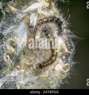 Caterpillar der goldnasierten Motte krabbelt auf einem Ast mit Kopierraum als Kulisse Stockfoto