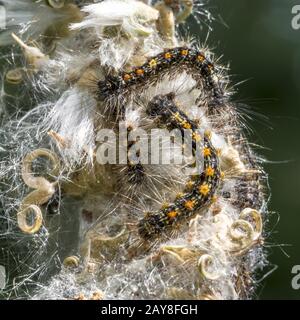 Caterpillar der goldnasierten Motte krabbelt auf einem Ast mit Kopierraum als Kulisse Stockfoto