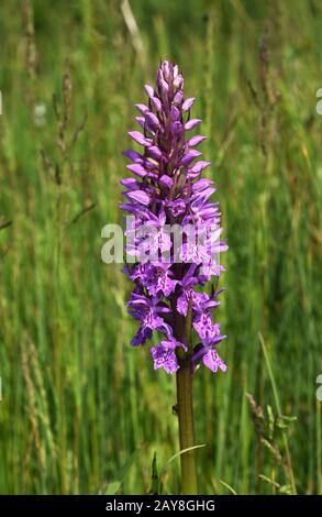 Breitblättrige Marschorchidee; gewöhnliche Marschorchidee; Fächerorchidee; westliche Marschorchidee; Stockfoto