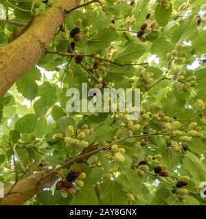 An den Zweigen hängen Maulbeeren in verschiedenen Reifegraden Stockfoto