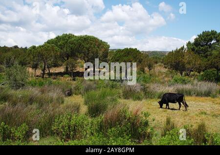 Freirinder - Rondinara - Korsika Stockfoto
