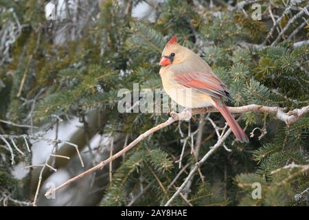 Ein weiblicher Northern Cardinal zieht an einem kalten Wintertag im Lynde Shores Conservation Area in Whitby, Ontario, in eine Kiefer. Stockfoto