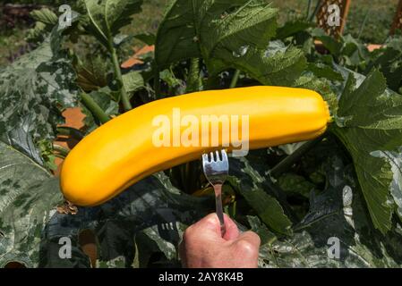 Person, die Zucchini im Garten frisch auf der Gabel geerntet hält - Nahaufnahme Stockfoto