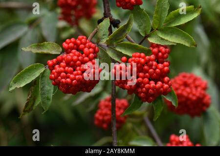 Rote Elderbeere, europäischer Rotältester, Scharlachältester, Elderbeere, Stockfoto