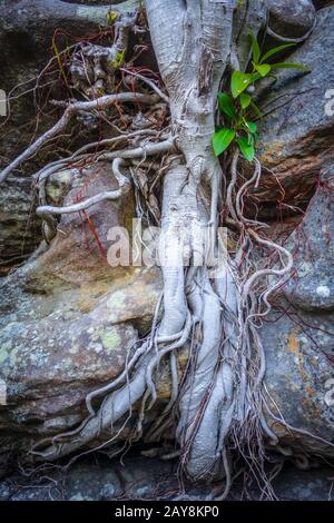 Wurzeln auf einem Felsen close-up Stockfoto