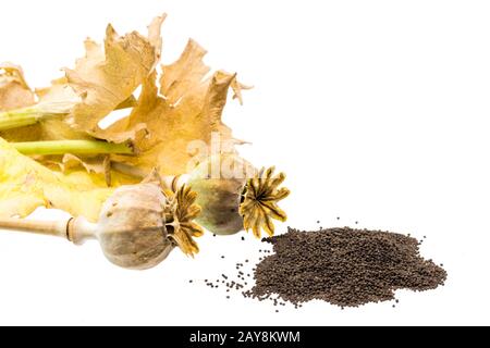 Frische Mohnsamen mit Samenkapseln und Blätter, isoliert auf weißem Stockfoto