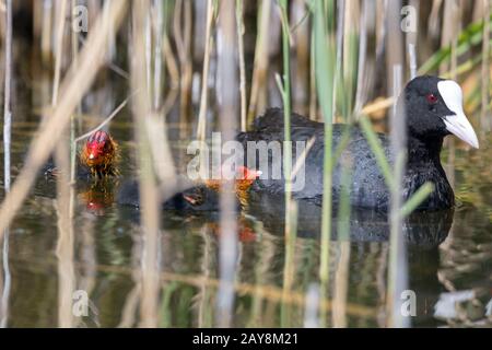 Blässhuhn mit Küken schwimmt zwischen Schilf auf einem See Stockfoto