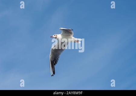 Goeland fliegt mit Flügeln, die von unten ausgebreitet werden Stockfoto