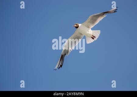 Goeland fliegt mit Flügeln, die von unten ausgebreitet werden Stockfoto