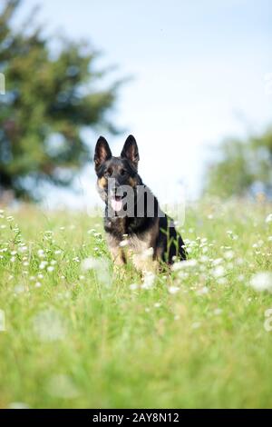 Schöner schwarzer Hund deutscher shepard im Sommer mit Blumenfeld Stockfoto