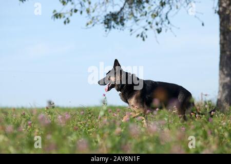 Schöner schwarzer Hund deutscher shepard im Sommer mit Blumenfeld Stockfoto