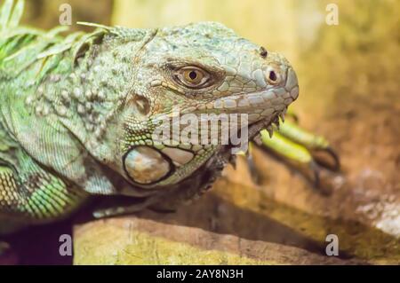 Nahaufnahme am Kopf einer Iguana in einem Park Stockfoto