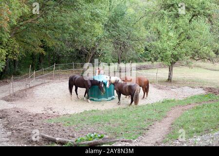 Pferde füttern draußen mit Hay Rack Stockfoto