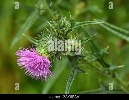 Geschweifte, flockige Distel, geschweifte und flockige Distel, Stockfoto